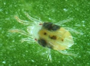 Aphids feeding on a greenhouse flower stem