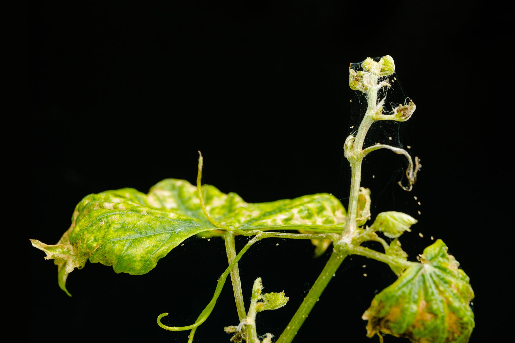 Close-up of healthy greenhouse foliage