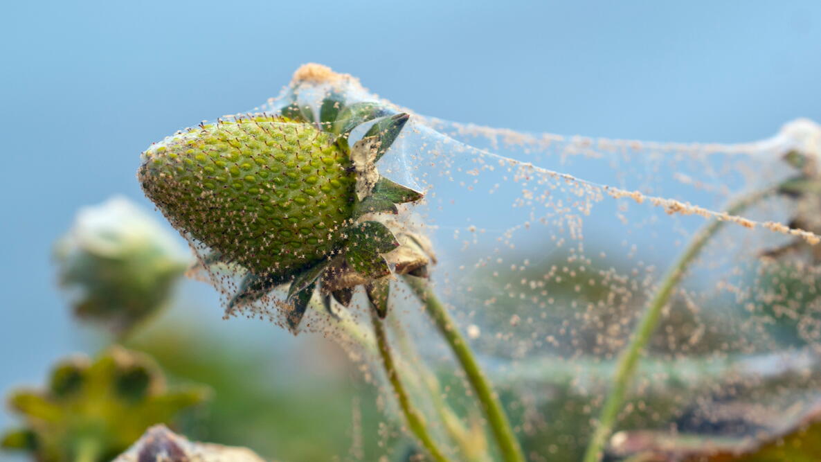 Two-spotted spider mite on a leaf