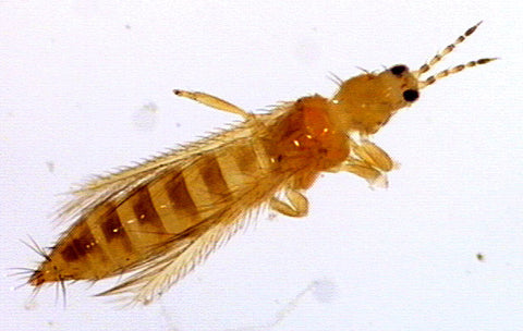Thrips under magnification