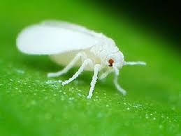 Whitefly on a green leaf